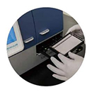 Western Blot zy