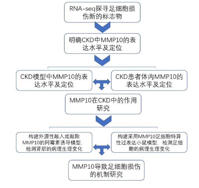 MMP10-µ㼚p錧