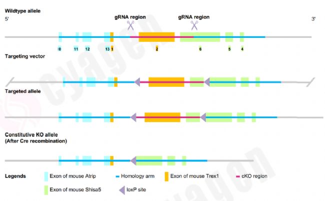 DNA໥üҺҺxcGAShƄ