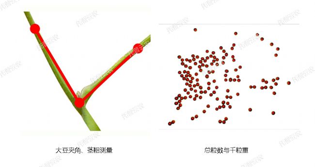 大豆表型檢測系統